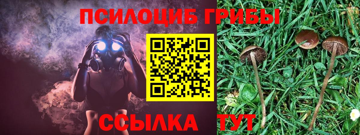 Галлюциногенные грибы Psilocybine cubensis Лангепас